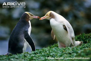 Illustration for article titled Flightless Friday - The Complete Penguin